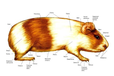 Физиология ушей у морской свинки