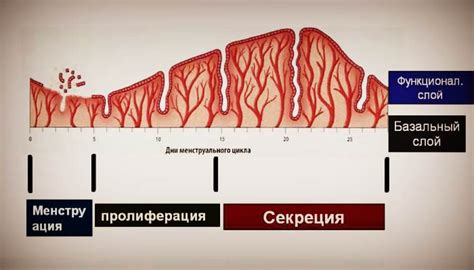 Физическая активность и ее роль в нормализации менструального цикла