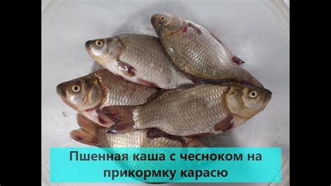 Физические методы борьбы с пиявками в пруду