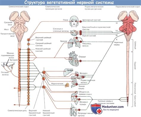 Физические методы контроля нервов