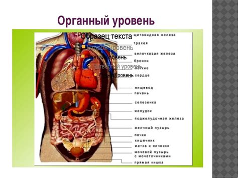 Физическое воздействие на внутренние органы