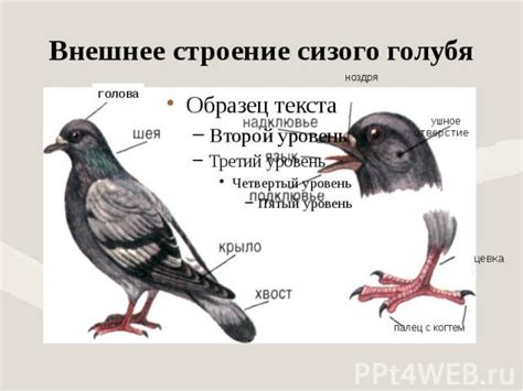 Форма тела птиц: разнообразие и функциональность