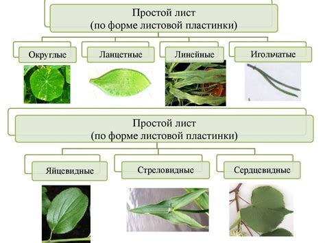 Формирование листа