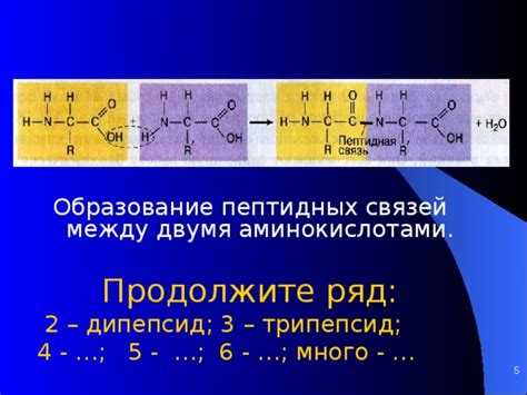 Формирование связей между аминокислотами