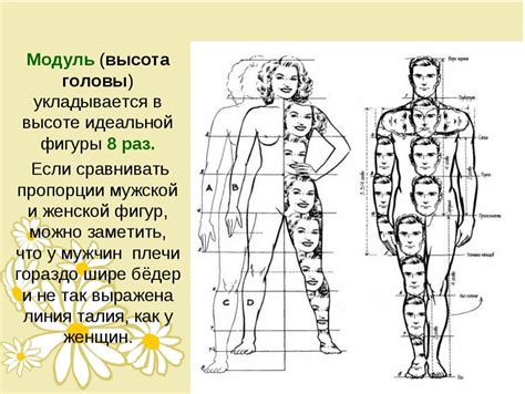 Формирование тела и ног льва