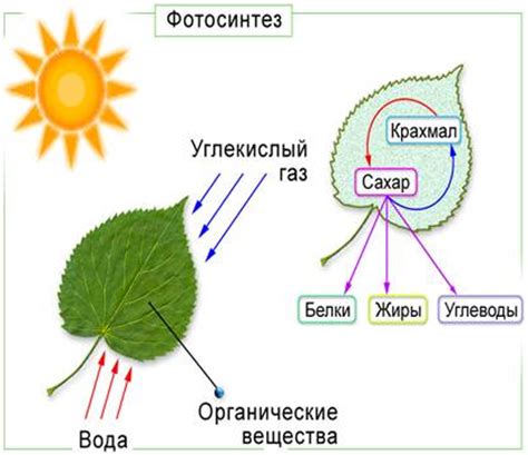 Фотосинтез и пигменты - ключевые факторы, определяющие цвет листьев