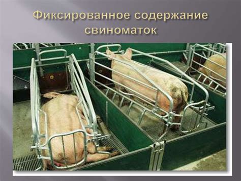 Функции вытянутого рыла у свиней