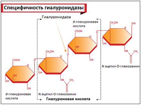 Функции гиалуронидазы в организме