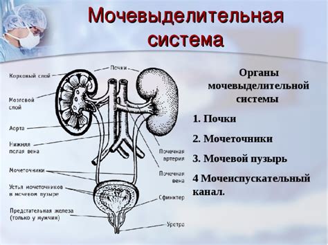 Функции мочевой системы