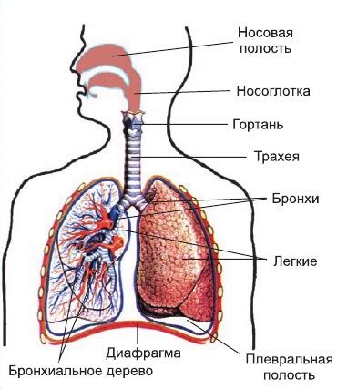 Функции органов дыхания