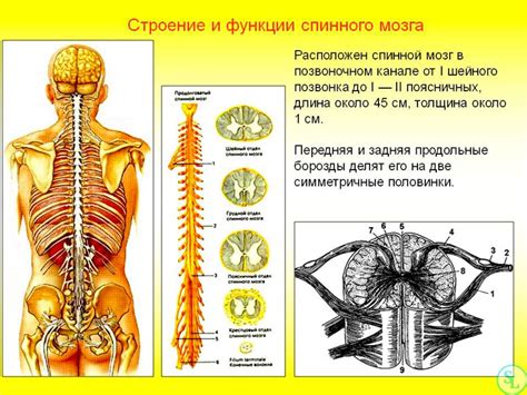 Функции позвоночника у позвоночных