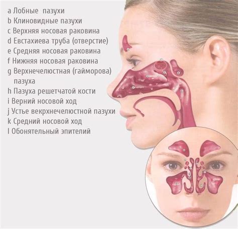Функции сукровицы