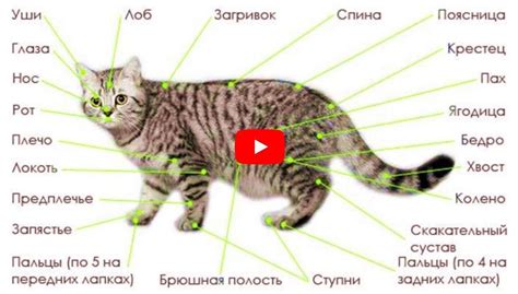 Функции хвоста в поведении кошек