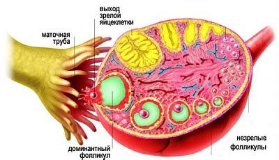 Функции яичников