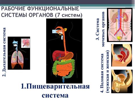 Функциональные изменения пищеварительной системы