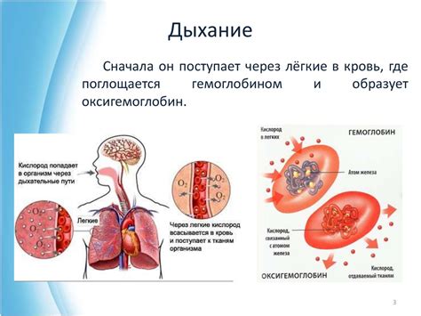 Функция кислорода в организме