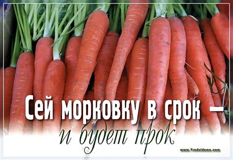 Функция моркови в пищеварении