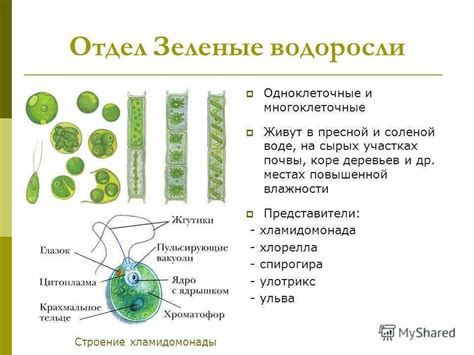 Характеристики водорослей: отличительные черты