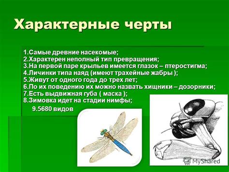 Характерные черты крыльев