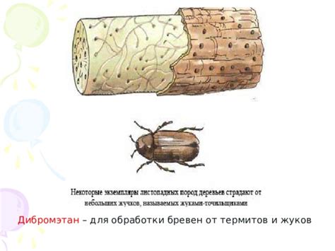 Химические обработки от термитов