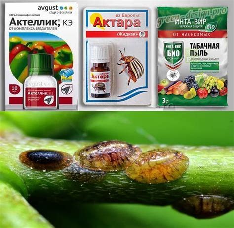Химические препараты для борьбы с щитовкой