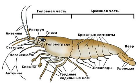 Химический состав креветок