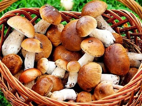 Хранение и потребление засоленных грибов