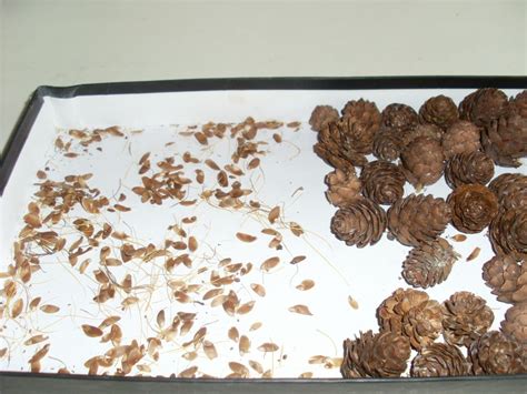 Хранение собранных шишек сосны