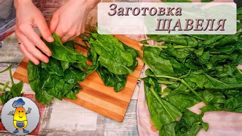 Хранение щавеля в домашних условиях