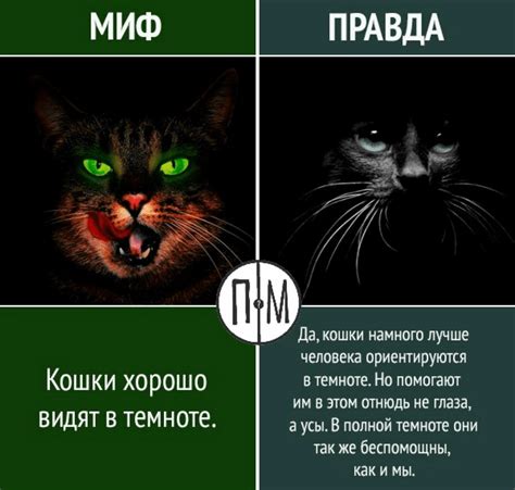 Цветовое восприятие кошек