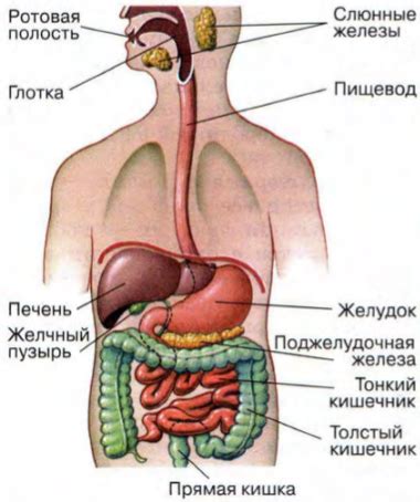 Целые орехи и пищеварительная система