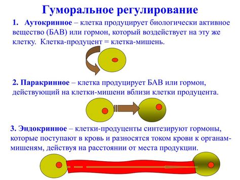 Цикличность физиологических процессов