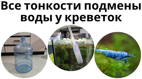 Частые ошибки при подмене воды в аквариуме и как их избежать