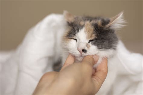 Частые чихи у котенка: причины и лечение