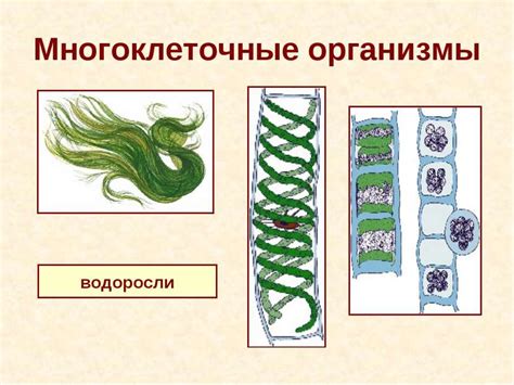 Человек и многоклеточные организмы