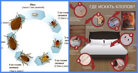 Что делать, чтобы избежать проблемы с клопами