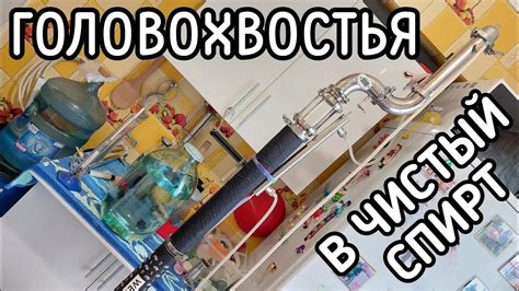 Что делать с отобранными головами