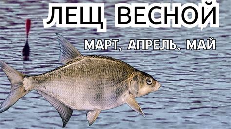 Что нужно знать о повадках леща