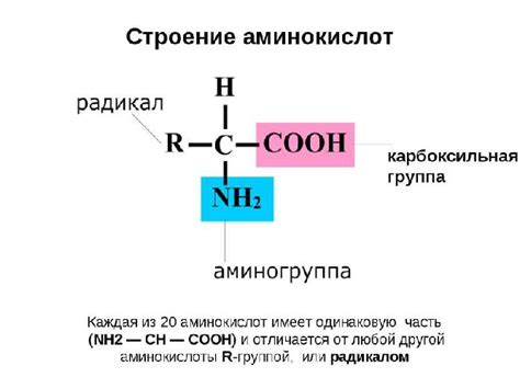 Что такое аминокислоты