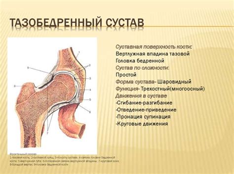 Что такое бедренный сустав и как он устроен