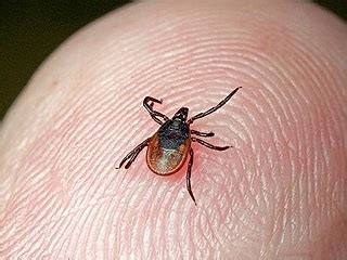 Что такое клещ энцефалит и как узнать его симптомы