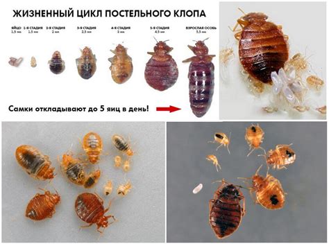 Что такое клопы и почему их нужно уничтожать
