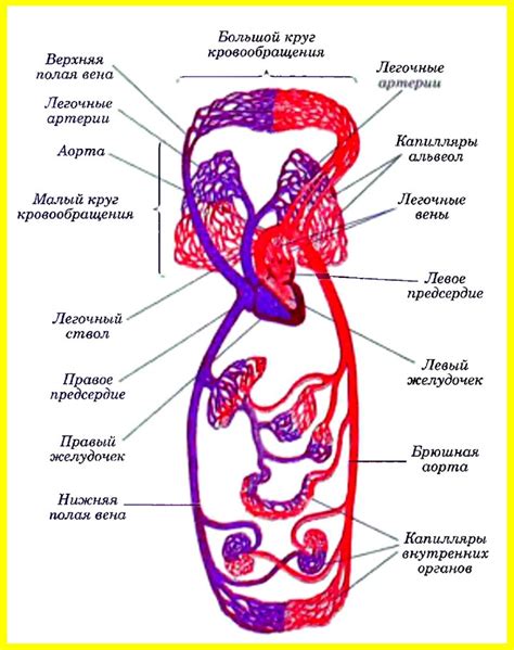Что такое кровообращение в малом тазу и его значение для женщин