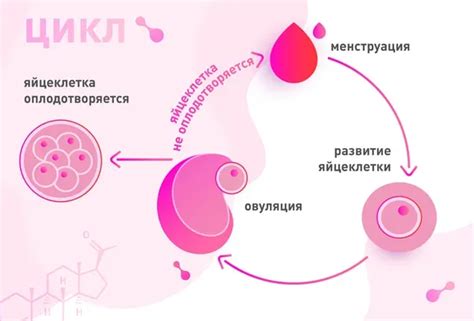 Что такое овуляция