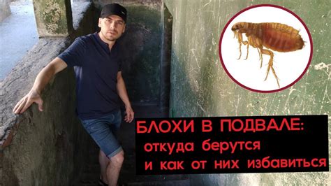 Что такое подвальные блохи
