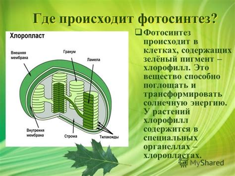 Что такое хлорофилл и где он содержится