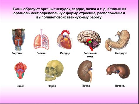 Шаг 2: Изучение анатомии и пропорций человека и кота