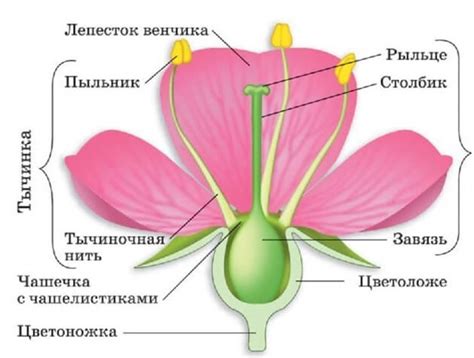 Шаг 2: Нарисуйте круглую основу цветка