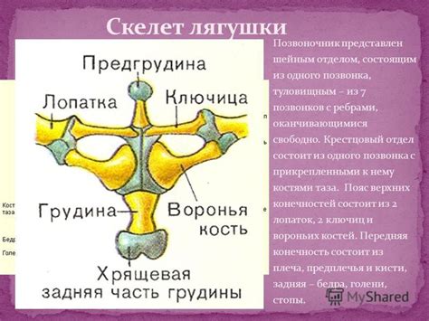 Шаг 3: Начертание глаз и ноздрей