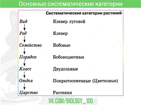 Шаг 3: Систематическая классификация гриба